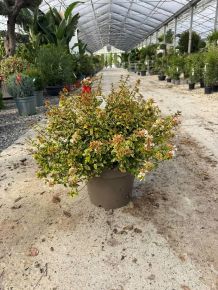 Nagyvirágú tárnicslonc   ABELIA X GRANDIFLORA KALEIDOSCOPE K15