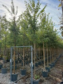 Háromerű juhar ACER BUERGERIANUM T200 8/10 K35-50