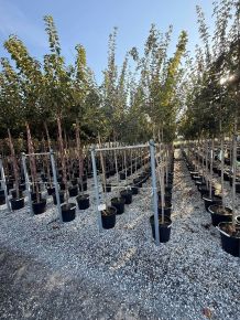 Mezei juhar   ACER CAMPESTRE ELSRIJK T200 8/10 K30