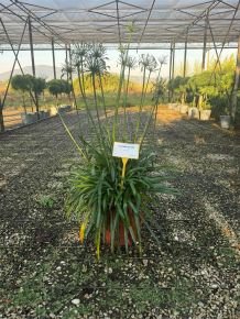 Afrikai szerelemvirág  AGAPANTHUS AFRICANUS K18