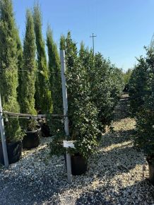 Kamélia    CAMELLIA SASANQUA CLEOPATRA 175/200 K35