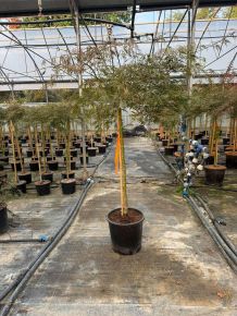 Japán juhar  ACER PALMATUM DISSECTUM INABA SHIDARE T100 K25