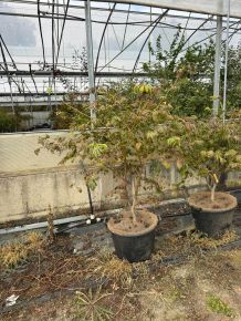 Japán juhar   ACER JAPONICUM ACONITIFOLIUM 125/+ K25