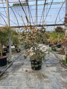 Japán juhar   ACER PALMATUM BLOODGOOD 100/125 K25