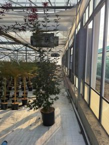 Japán juhar   ACER PALMATUM BLOODGOOD 150/+ K18