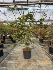 Japán juhar   ACER PALMATUM DESHOJO 100/125 K25