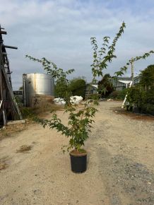 Japán juhar   ACER PALMATUM 100/+ K5