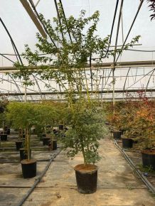 Japán juhar   ACER PALMATUM 175/+ K25