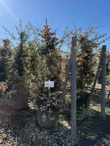 Nagyvirágú tárnicslonc   ABELIA GRANDIFLORA KÚP K30