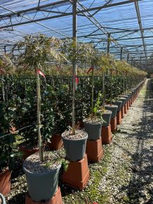 Szeldelt levelű japán juhar                 ACER PALMATUM DISSECTUM INABA-SHIDARE T1/2 K15