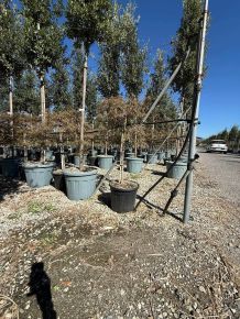 Szeldelt levelű japán juhar                 ACER PALMATUM DISSECTUM INABA-SHIDARE T1/2 K30