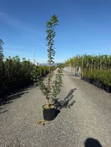 Háromerű juhar ACER BUERGERIANUM 175/200 K10
