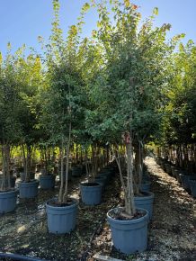 Háromerű juhar ACER BUERGERIANUM TÖBBTÖRZSES K130
