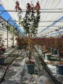 Japán juhar   ACER PALMATUM ATROPURPUREUM 80/100 K10