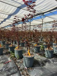 Japán juhar   ACER PALMATUM BLOODGOOD 80/100 K10
