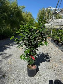 Kamélia    CAMELLIA JAPONICA BLACK LACE 80/100 K7