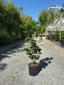 Kamélia    CAMELLIA JAPONICA BONOMIANA 80/100 K7