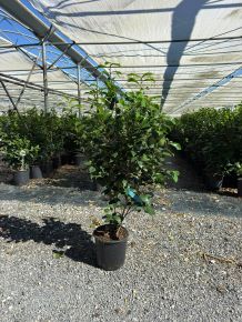 Kamélia    CAMELLIA JAPONICA SACCO VERA 80/100 K7
